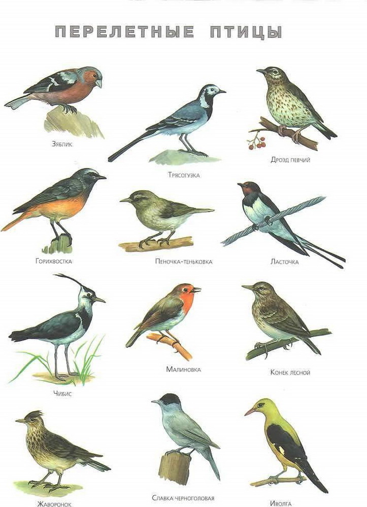 Публикация «Проект „Птицы — наши друзья“» размещена в разделах